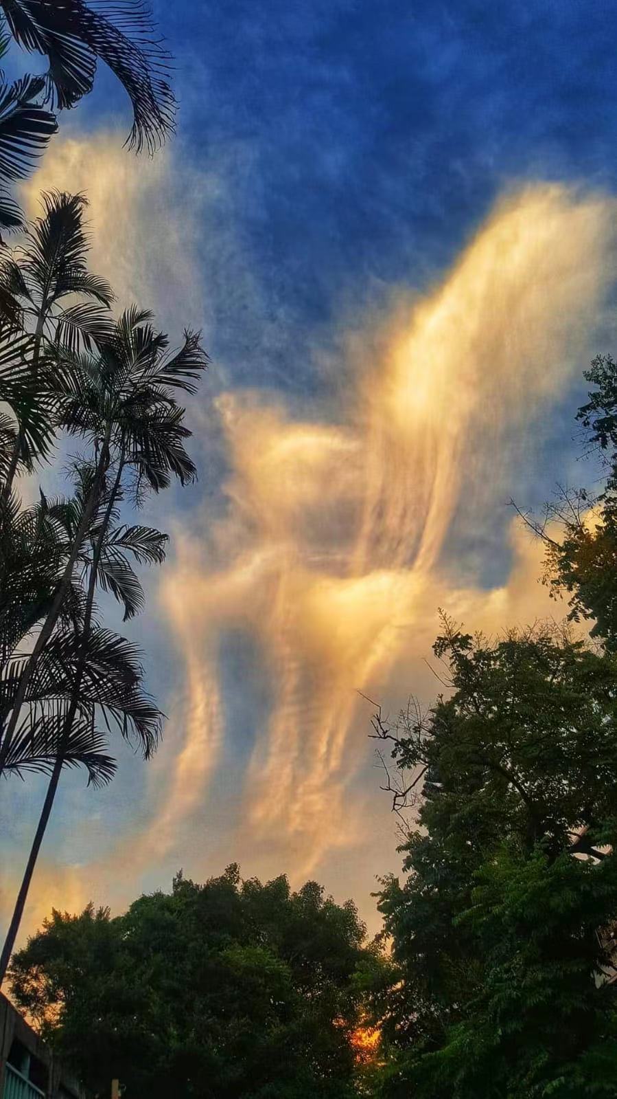 張敬芯,Cheung King Sum,芯姐姐